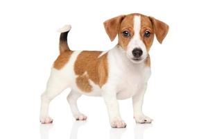 jack russell puppy op witte achtergrond foto