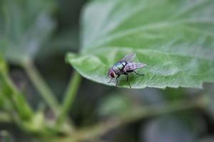 selectief focus van groen vlieg Aan een blad, in een stad park, cilegon - Indonesië foto