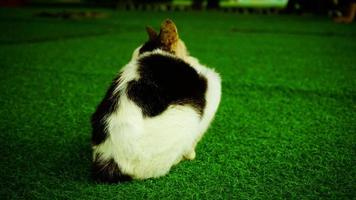 een kat met zwart en wit strepen is zittend Aan de groen gras met vervagen bedekking foto