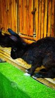 een zwart konijn met een klein en Fijn lichaam foto