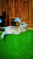 een gestreept room gekleurde konijn met een klein en Fijn lichaam met vervagen bedekking foto