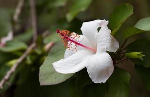witte hibiscus foto