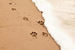 hondvriendelijk strand
