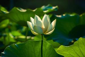 witte lotusbloem en de pads foto