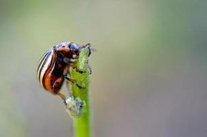 Colorado aardappel kever leptinotarsa decemlineata kruipen Aan aardappel bladeren foto