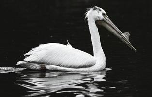 witte pelikaan op het water foto