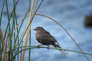 bruine vogel zat op groene plant foto