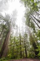 hoge sequoia's foto