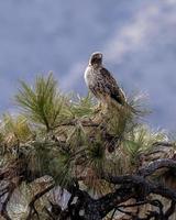 bruine en witte vogel foto