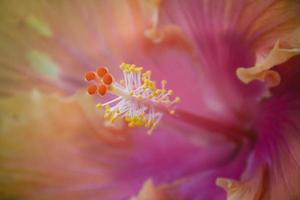 hibiscus meeldraad foto