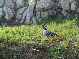 binnenlandse duivenwetenschap. naam columba livia domestica vogel dier foto