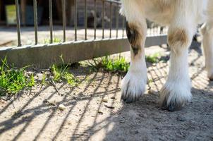 geit poten met hoeven detailopname Aan een boerderij foto