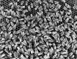 abstracte zeshoekige structuur is honingraat van bijenkorf foto