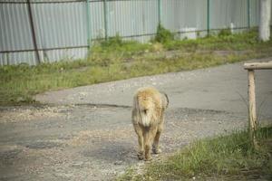 verdwaald hond Aan straat. verlaten hond in zomer in stad. dier zonder baasje. foto