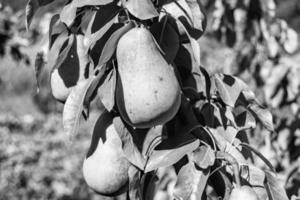 fotografie op thema mooie fruittak perenboom foto