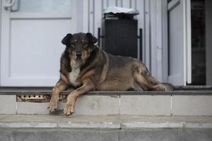 verdwaald hond Aan straat. verlaten huisdier. hond in stad. foto