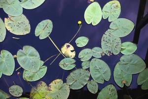 top visie van groen water lelie bladeren in een vijver. lotus bloem achtergrond foto