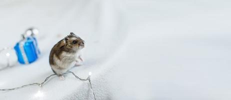 een weinig hamster met een Kerstmis slinger en met Cadeau doos zit Aan een licht blauw houten achtergrond. banier foto