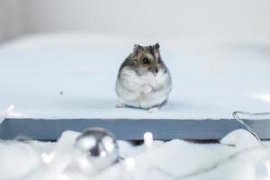 een weinig hamster met een Kerstmis slinger speelgoed- zit Aan een licht blauw houten achtergrond foto