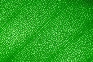 macro foto van microscopisch biologisch gebladerte. groen blad structuur achtergrond.