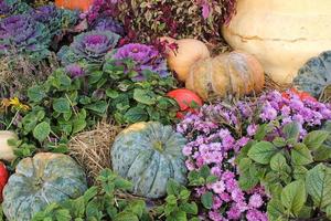 kleurrijk biologisch pompoenen en kalebassen Aan agrarisch eerlijk. oogsten herfst tijd concept. tuin vallen natuurlijk fabriek. dankzegging halloween decor. feestelijk boerderij landelijk achtergrond. vegetarisch voedsel. foto