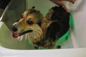 grappig corgi welsh pembroke nemen een kom tot rust douche in uiterlijke verzorging salon. hand- van vrouw groomer het baden een hond. nat vacht. professioneel wassen, hygiëne, welzijn, spa procedures van dieren concept. dichtbij omhoog foto