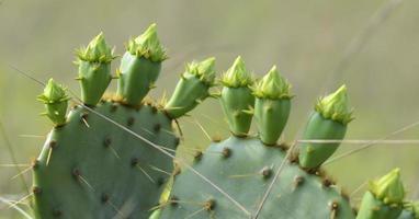 cactus bloeit in padre nationale kust
