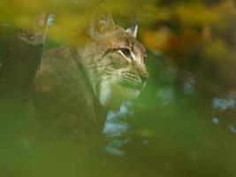 Euraziatisch lynx Aan boom foto