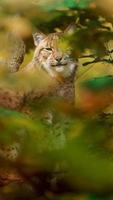 Euraziatisch lynx Aan boom foto