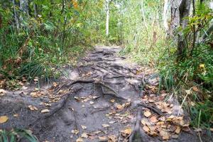 Woud spoor met wortels en geel bladeren foto