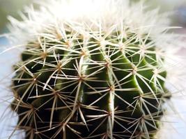 close-up van cactus stekels
