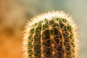 cactus mendoza, argentinië