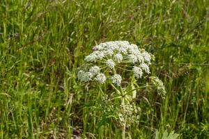 wit bloemen berenklauw. bloeiend fabriek in de weide. koe pastinaak in veld- foto