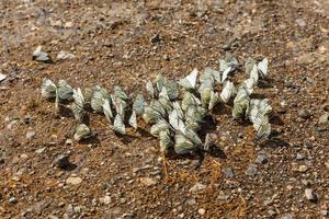 zwart geaderd wit vlinders Aan de grond. aporie crataegi foto