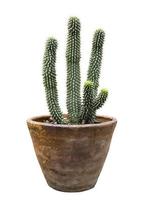 cactus in bloempot geïsoleerd