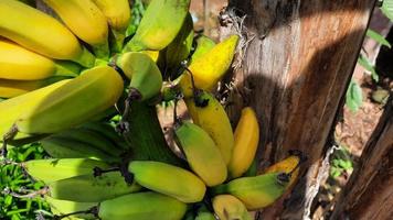 geelachtig groen banaan fruit Aan een oud banaan boom. banaan productie in de achtertuin tuin 03 foto