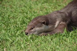 glad gecoat Otter in een veld- foto