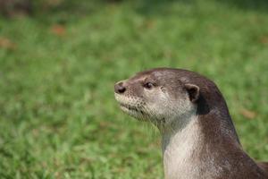 glad gecoat Otter in een veld- foto