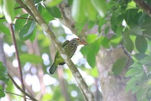 gelijnd barbet te midden van de bomen foto