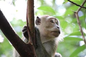 lang staart makaak Aan een boom foto