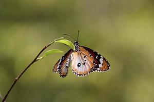 duidelijk tijger vlinder in een tuin foto