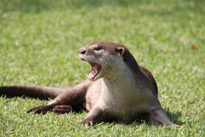 glad gecoat Otter in een veld- foto