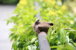 gevlekte duif Aan een tuin traliewerk foto