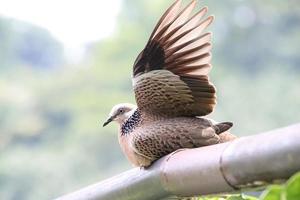 gevlekte duif Aan een tuin traliewerk foto