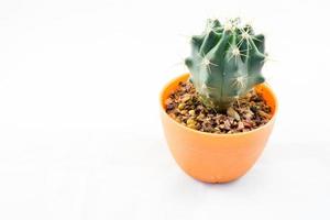 cactus geïsoleerd op een witte achtergrond