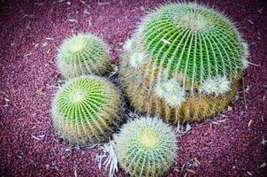 ronde gouden vat cactus in dichtbij omhoog Bij een tropisch botanisch tuin. foto