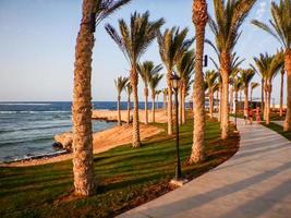 verbazingwekkend strand met gras palm bomen en een pad naar wandelen in de zonsondergang Aan vakantie foto