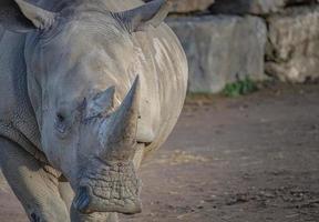 portret van een wit neushoorn. foto