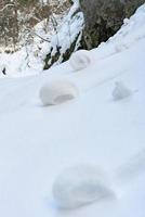 dichtbij omhoog schot van sneeuw rol foto