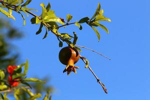 granaatappels rijpen Aan bomen in een stad park in noordelijk Israël. foto